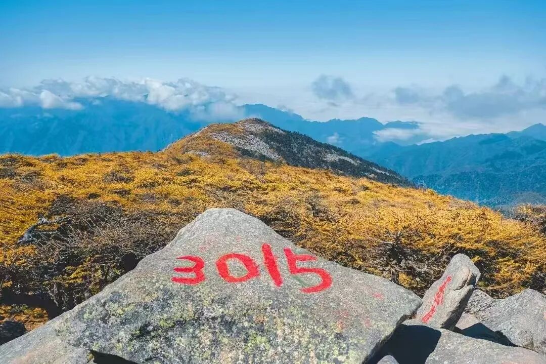 救援费自担，网约车公司被罚！警方通报→